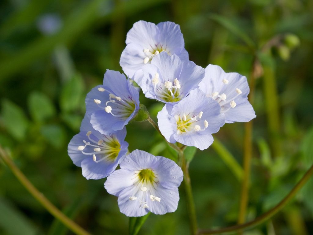 Showy Polemonium - A high altitude wildflower found in the Lake Tahoe Basin