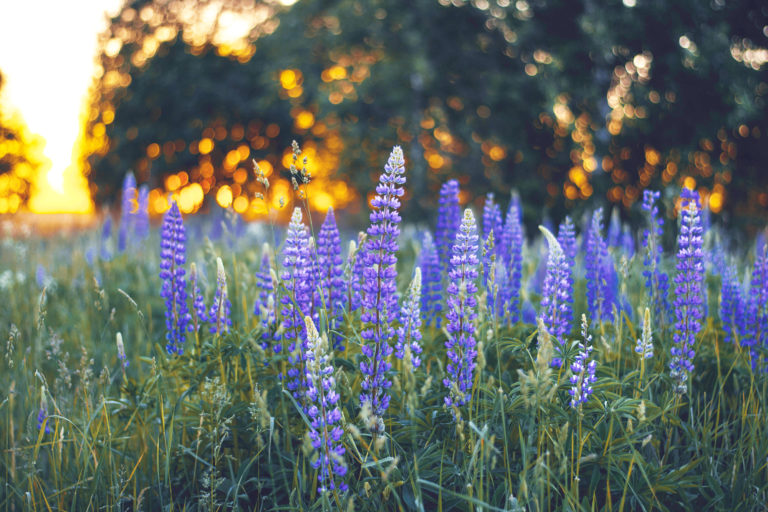 Lake Tahoe Wildflower Hikes - Identify wildflower species on these popular hikes