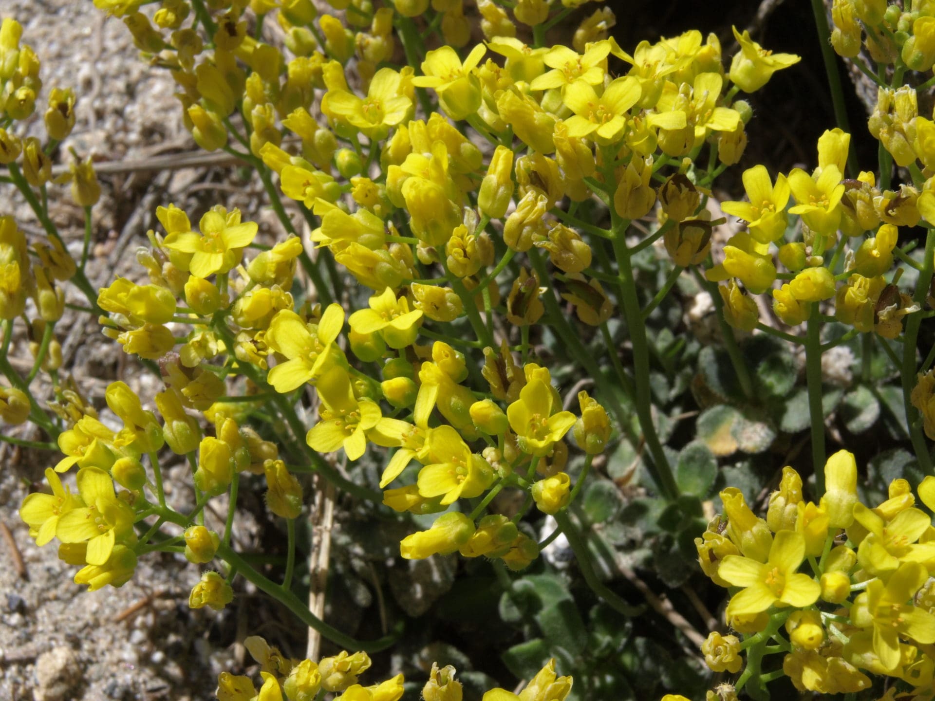 Lake Tahoe Wildflower Hikes — Tahoe Institute for Natural Science