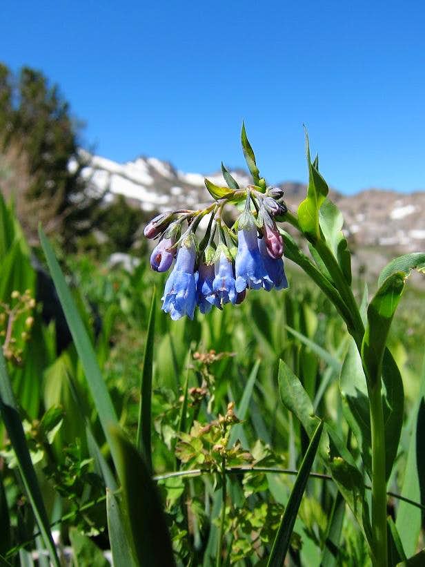 Mountain Bluebells found near Winemucca Lake. Mountainscape in the background