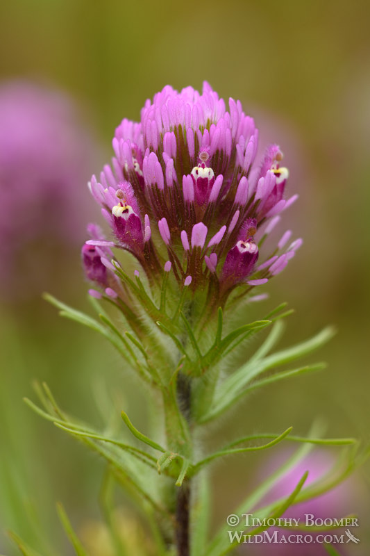 Owls Clover - A popular wildflower in Lake Tahoe basin hiking trails