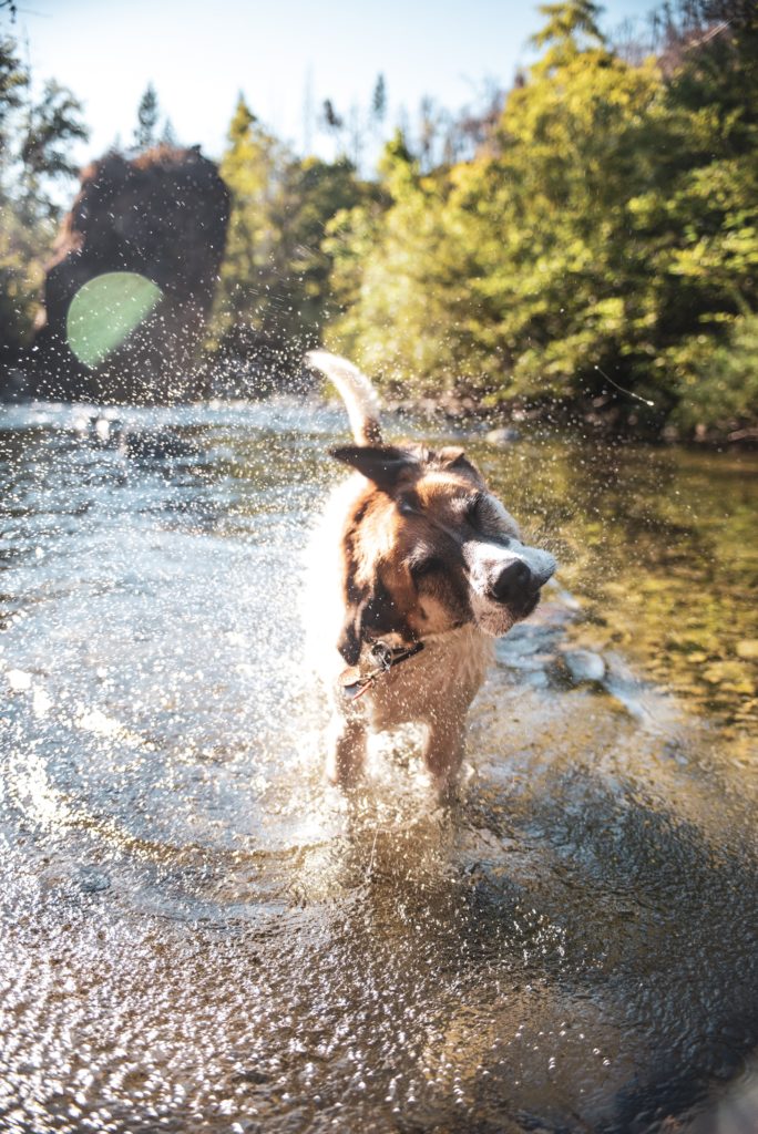 Dog shaking off water in river in Lake Tahoe