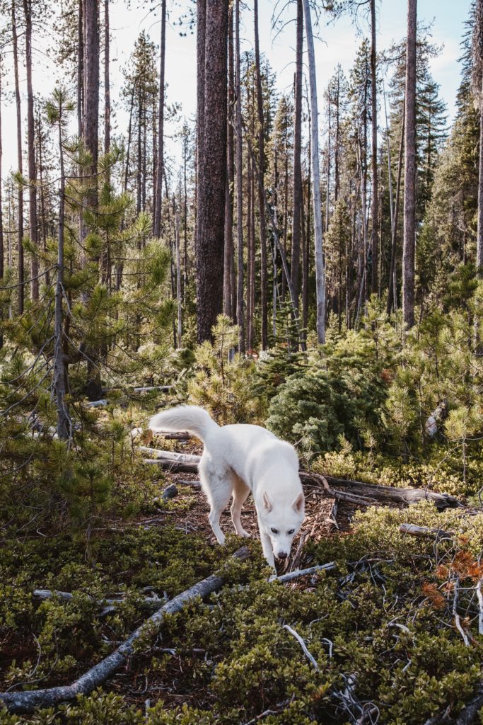 Dog sniffing around the woods in Lake Tahoe