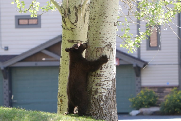 Black bear cub in Lake Tahoe